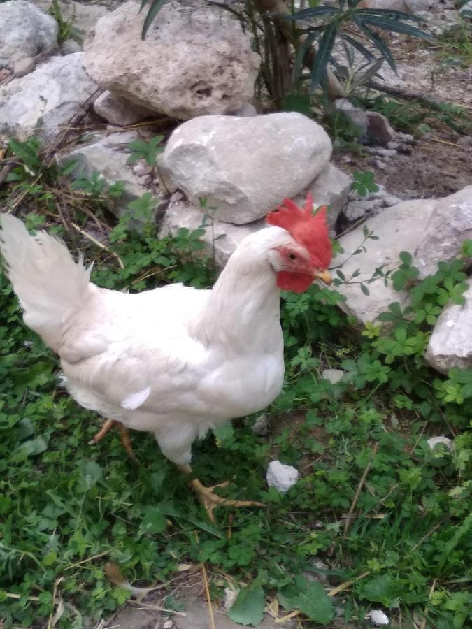 La Masseria Di Antonio E Teresina Colli a Volturno Kültér fotó