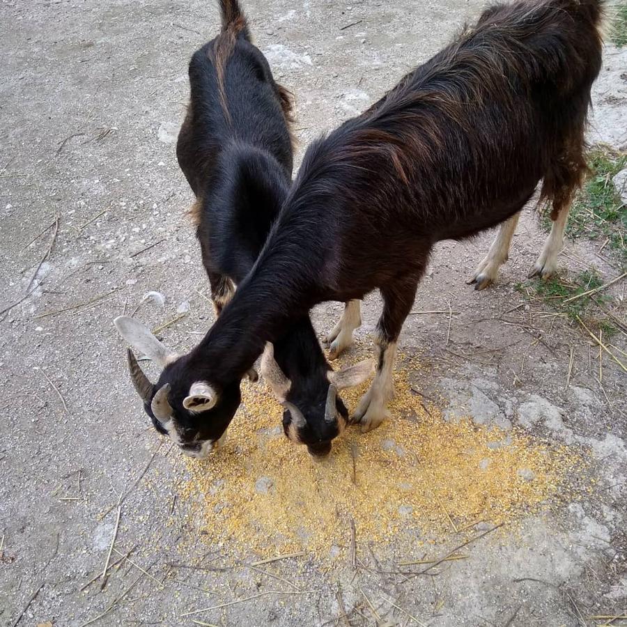 La Masseria Di Antonio E Teresina Colli a Volturno Kültér fotó
